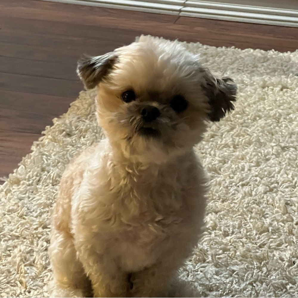 Meet your Posher, Ruby.